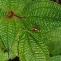 Miconia crenata (Vahl) Michelang.